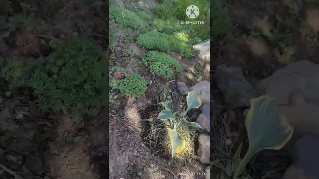 Что цвело весной.Новые посадки. смотреть онлайн