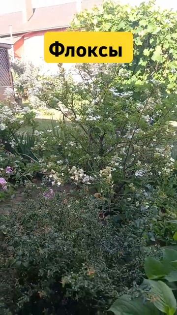 Флоксы, Подмосковье#подмосковье#сад#цветы#флоксы#сорт смотреть онлайн