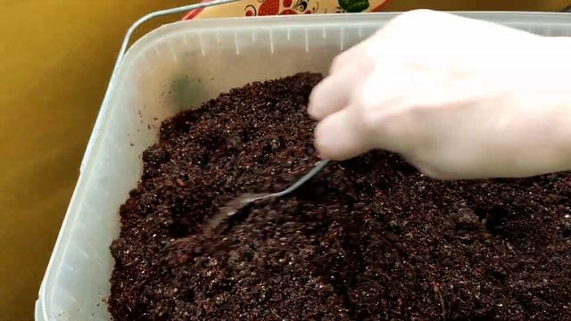 21.03.2025. ПИКИРОВКА ТОМАТОВ🍅 смотреть онлайн