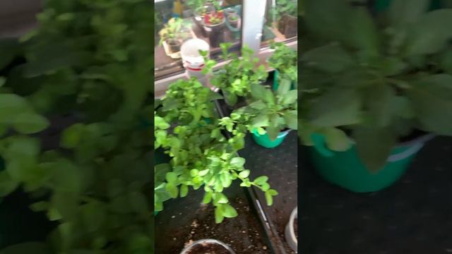 Обзор. Петуния, вот вот будем высаживать на ПМЖ#шортс#sh смотреть онлайн