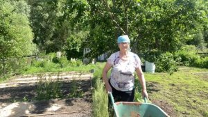 Опилки из курятника в огород #органическоеземледелие