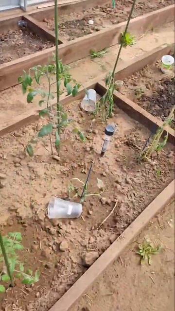 31мая/теплица #киров #любимаядача #мойопыт #2024 смотреть онлайн