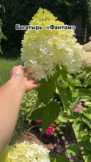 #chorts #гортензия Зацветает шикарный и брутальный «Фант? смотреть онлайн