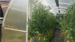 Как подвязываю и формирую помидоры в теплице