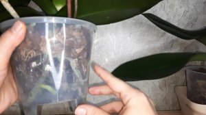 В какой горшок лучше посадить орхидею и почему?