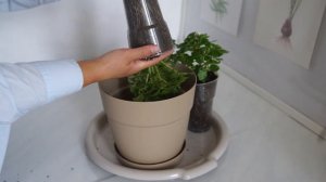 ЭКЗАКУМ (ПЕРСИДСКАЯ ФИАЛКА) ОТ ПОСЕВА И ДО ЦВЕТЕНИЯ