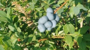 супер -сорт голубики БОНУС