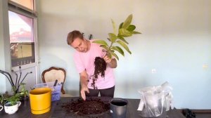 Пересадка фикуса. Грунт для фикуса.