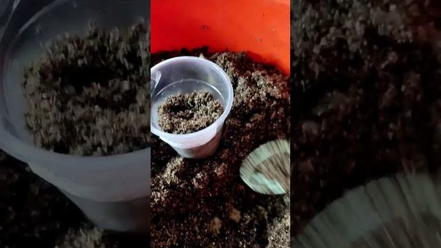 Готовлю стаканчики к посеву!)#февраль#морозное утро#по смотреть онлайн