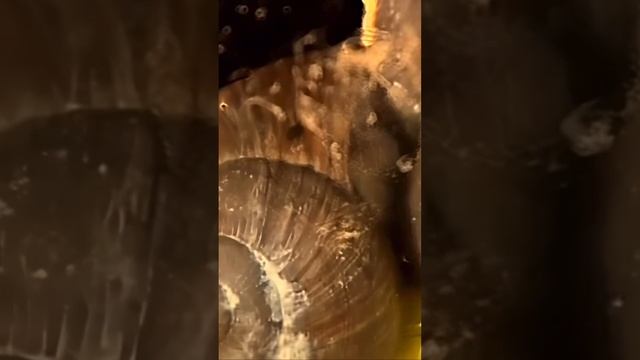 @shorts Галилео-может ли улитка переползти через лезвие? 2 смотреть онлайн