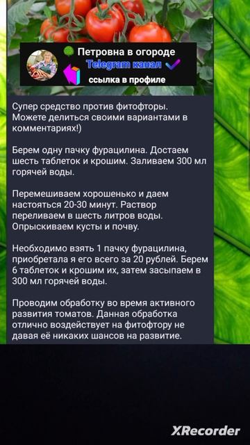 🍅 Выращивание томатов смотреть онлайн