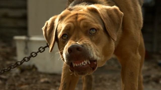 Кадры из фильма Белый бог смотреть онлайн