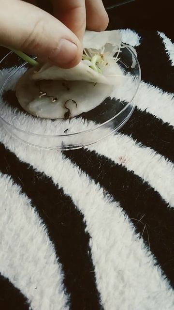 всходы моих растений смотреть онлайн