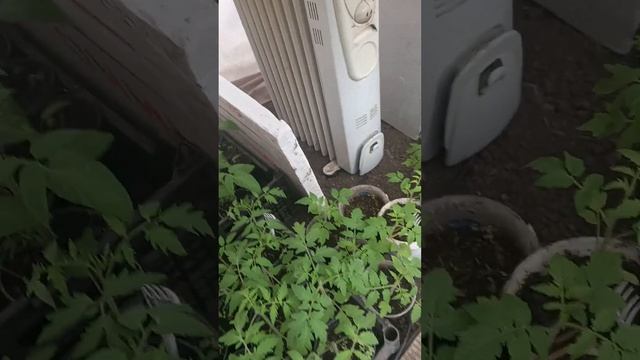 Пензенская область. Рассада в теплице 11 апреля. г #дач? смотреть онлайн