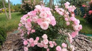 Mozart’s Lady (Моцарт’с Леди)