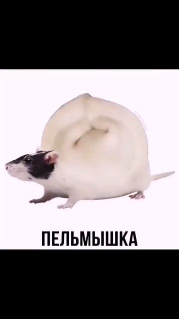 #мем #мемы #приколы #смех #юмор #ютуб #memes #shorts #новыйгод #2023 смотреть онлайн