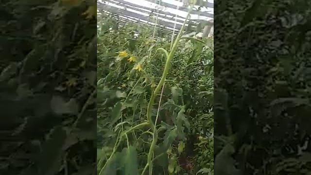 80 Ти летний пенсионер держит огород,вам так слабо? смотреть онлайн