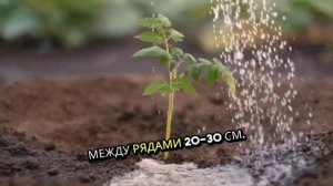 Репа. Как садить. Методы. Условия. Правила.