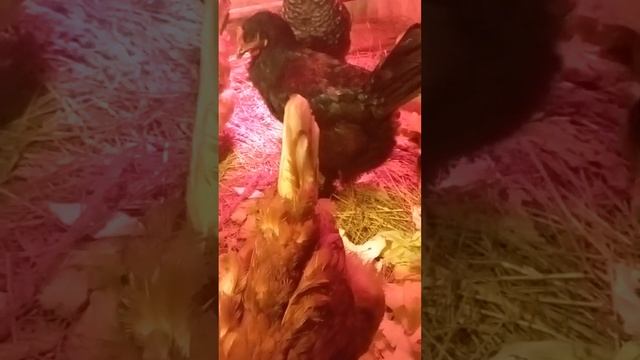 Навела порядок в курятнике🤗 смотреть онлайн