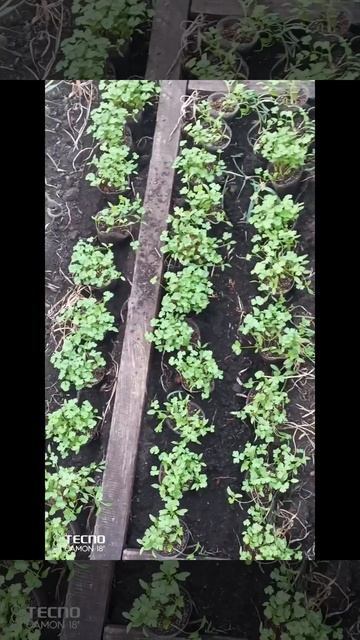 Посадила петрушку на рассаду.Рассада петрушки без пик смотреть онлайн