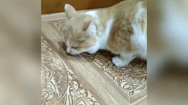 Прикол с котом :) или ворчливый кот-помощник:) смотреть онлайн