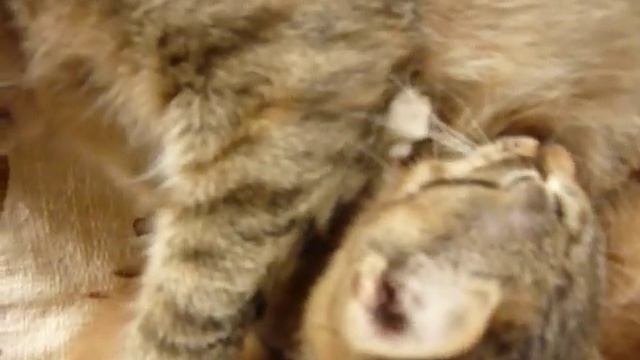 здоровые сосуны