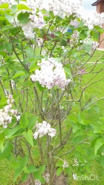 Преобразите свой участок со студией ландшафтного диз?