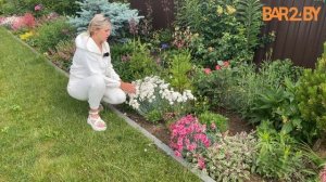 Гвоздика садовая: как размножить и нужно ли обрезать п