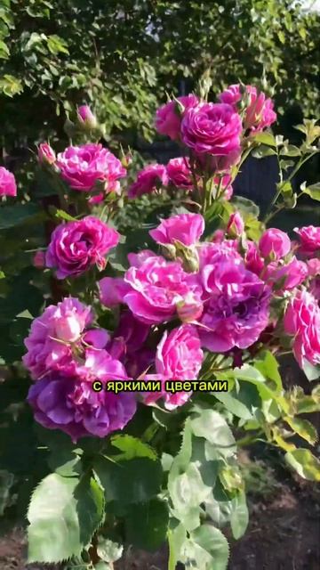 ТОП 3 ШТАМБОВЫХ РОЗ 2024 ГОДА #розыартема #посадкароз #ро? смотреть онлайн