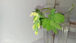 Весенние заставки PD [Весна 2025]