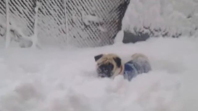 Так вот какой ты, северный олень - Pug jumping like deer_Part1 смотреть онлайн