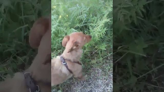 Гуляем на озере)