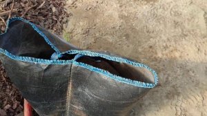 Как пересадить взрослый куст голубики!!!