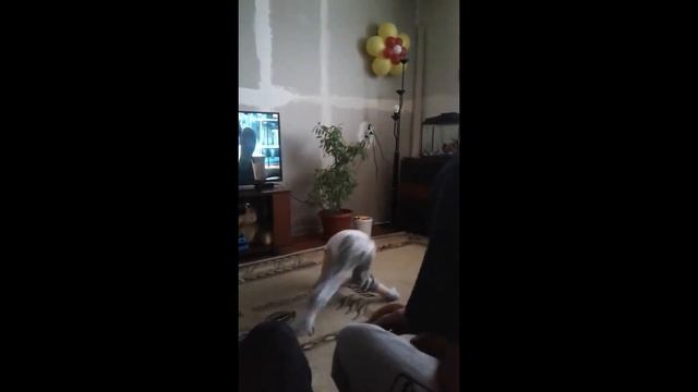 Приколюшки смотреть онлайн