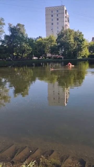 В Москве лось освежается в Кошачьем пруду