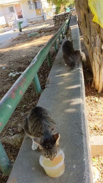 Кошки кушают и пьют на заборе 😻 Смешные коты 😹 Cats eating смотреть онлайн
