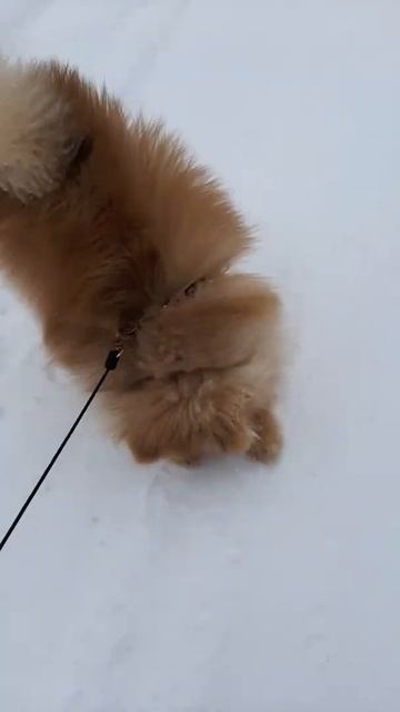 Гуляем в мороз со шпицом Фёрби | Шпиц и снег