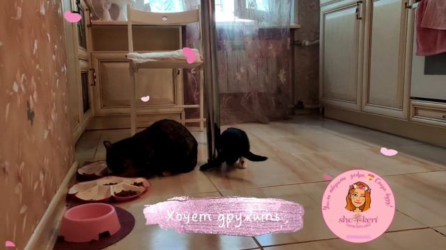 💓 Малыш спинальник Тедди 🐱старается быть ближе к Петре 🔥