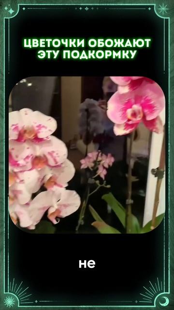 Универсальное удобрение для любых домашних растений ? смотреть онлайн