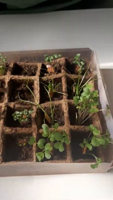 🌱ТЕПЛИЦА 🌱 смотреть онлайн