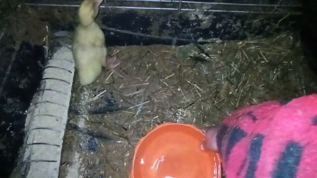 В курятнике переполох//На хозяйстве. смотреть онлайн