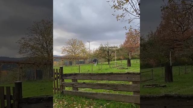 Вынос мозга-18 | Лес и Дездемона | Семейные приколы смотреть онлайн