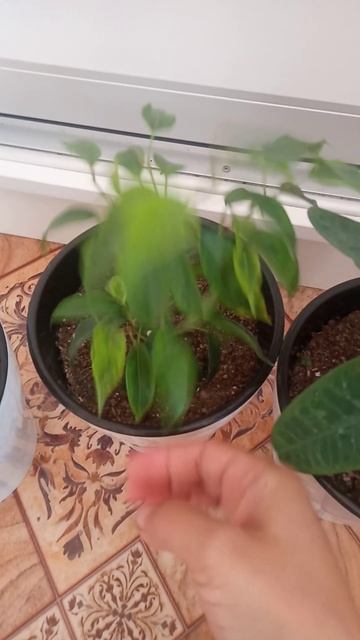 Гүлдеріме пересадка жасадым. Молочай смотреть онлайн