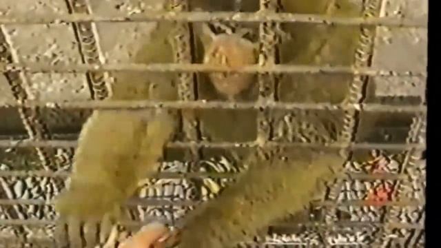 Обезьяна за рулем! ЛУЧШИЕ ПРИКОЛЫ С ОБЕЗЬЯНАМИ просто РЖАЧ! смотреть онлайн