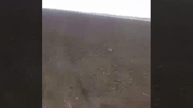 Посев горчицы смотреть онлайн