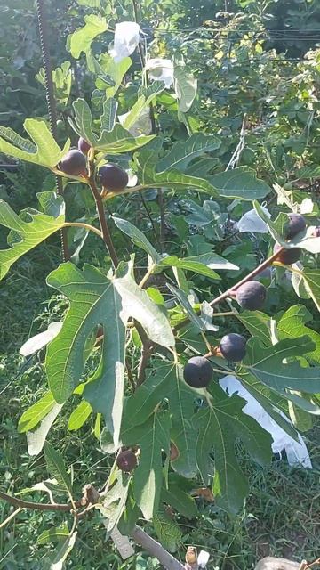 Инжир Ronde de Bordeaux в контейнере смотреть онлайн