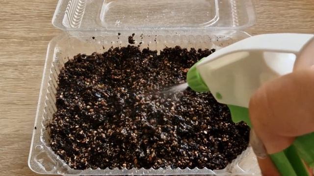 Как сажать иберис. Выращиваем иберис из сенян