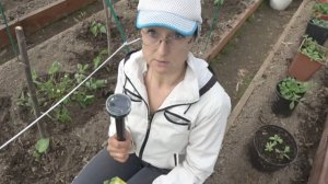 6 соток 5 мая 2025 года. 2 часть. Сажаю помидорки...