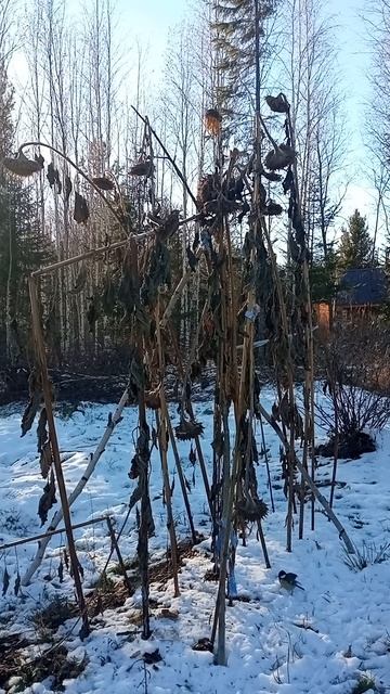 Синички едят семена подсолнуха - Лесная дача
