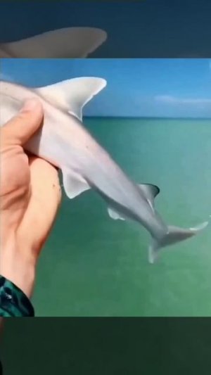 Акулёнок молоток #shorts